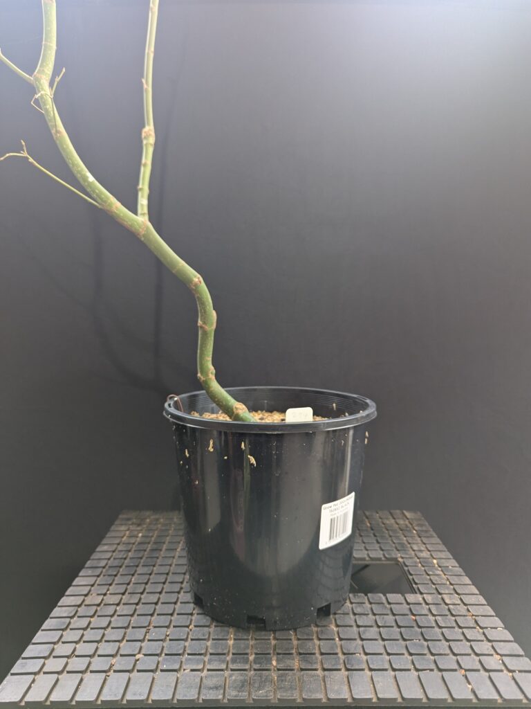#0294 -Japanese Maple