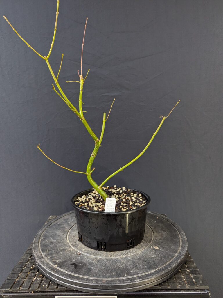 #0294 -Japanese Maple