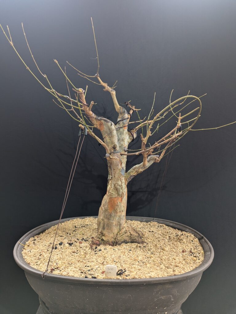 #0300 – Trident Maple