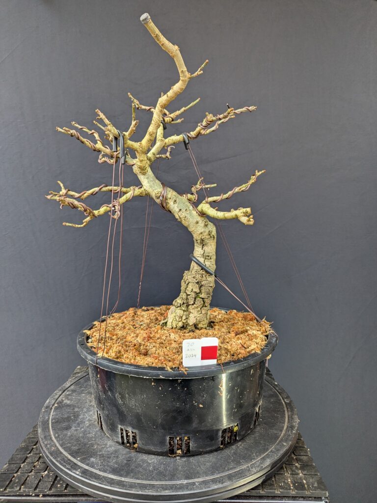 #0070 Desert Ash
