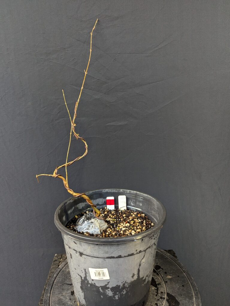 #0283 – Trident Maple