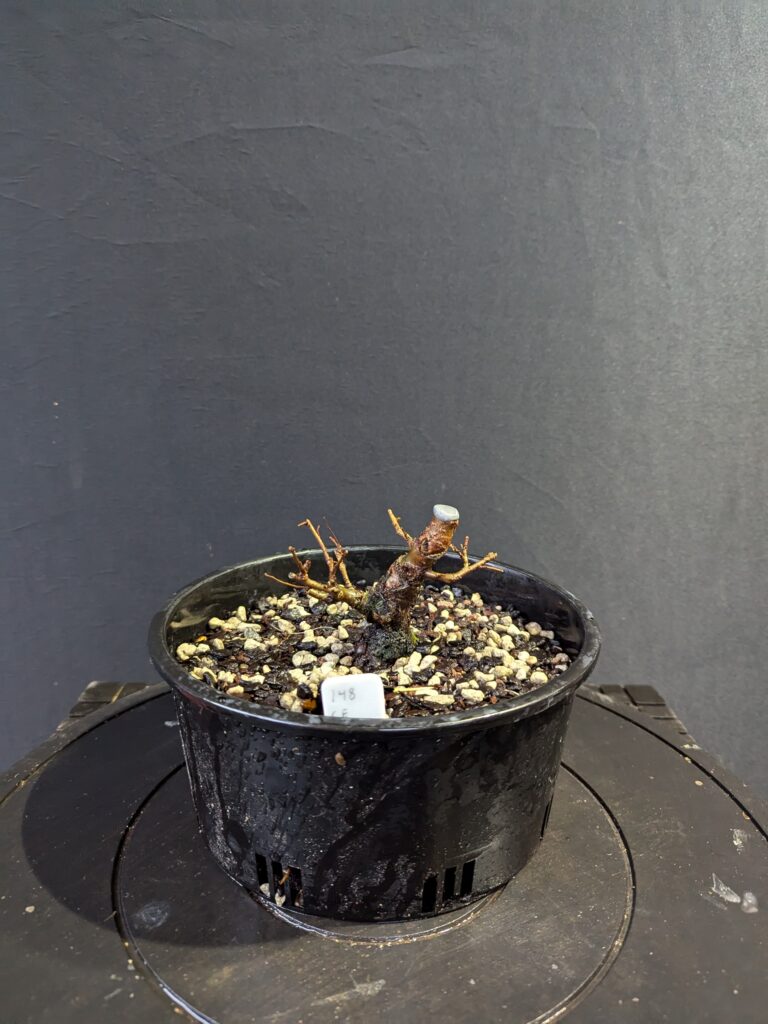 #0148 Chinese Elm