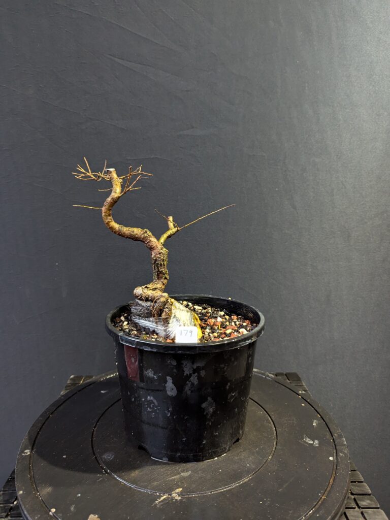 #0179 Chinese Elm