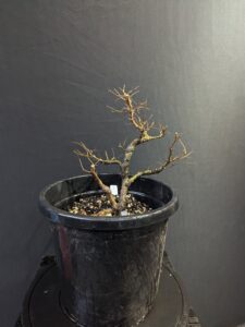 #0003 Chinese Elm