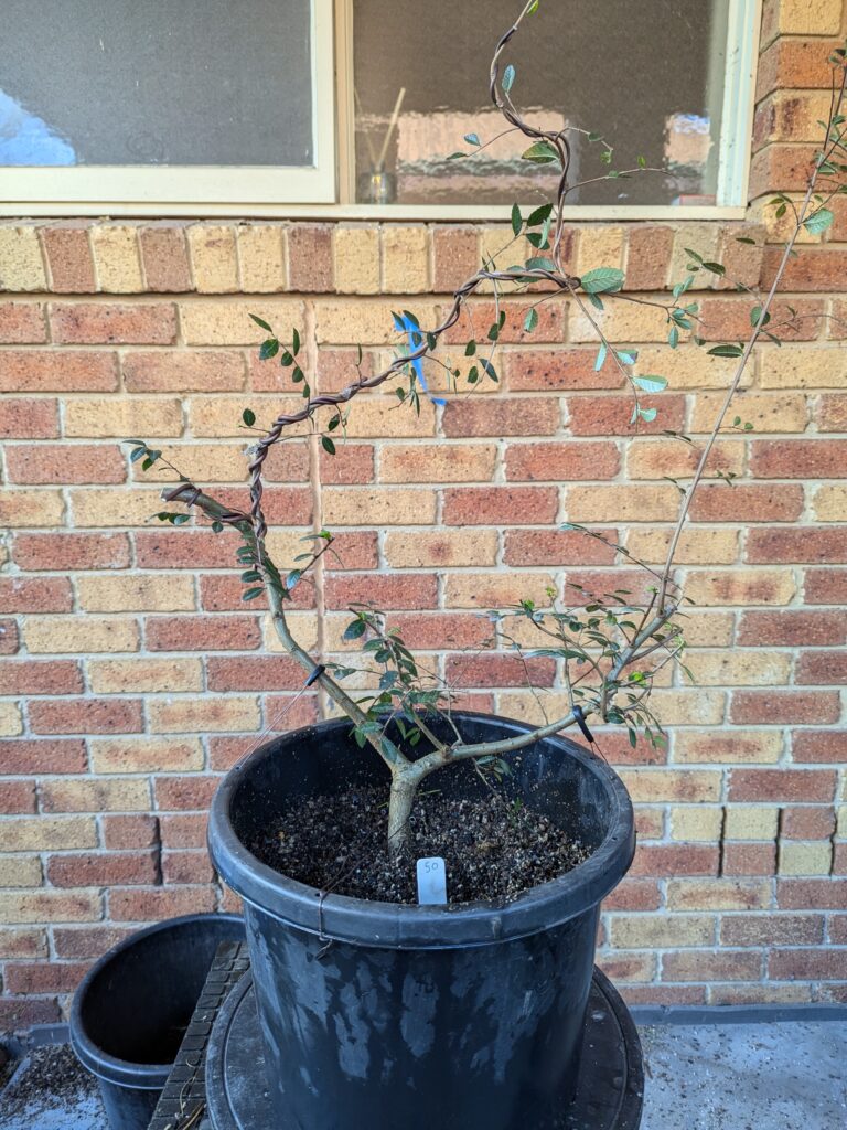 #0050 Chinese Elm