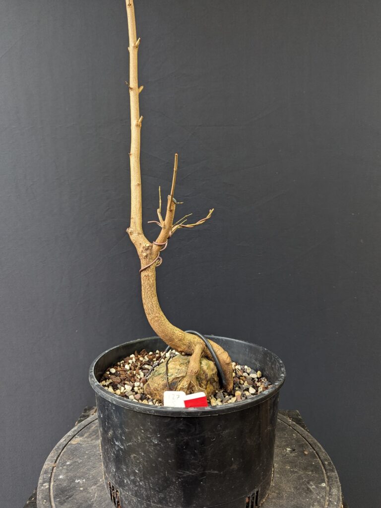 #0127 Trident Maple