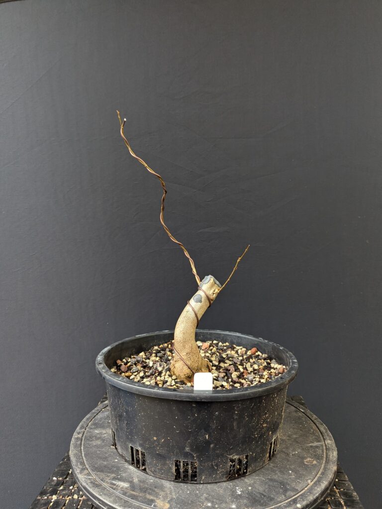 #0285 – Trident Maple