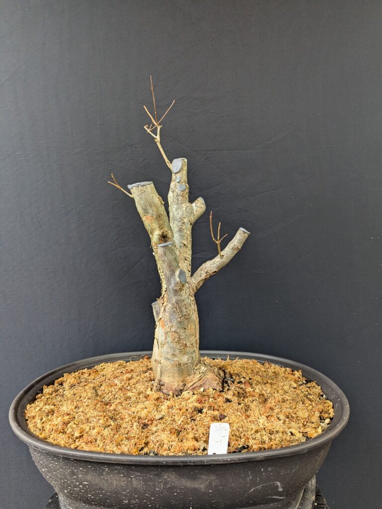 #0300 – Trident Maple