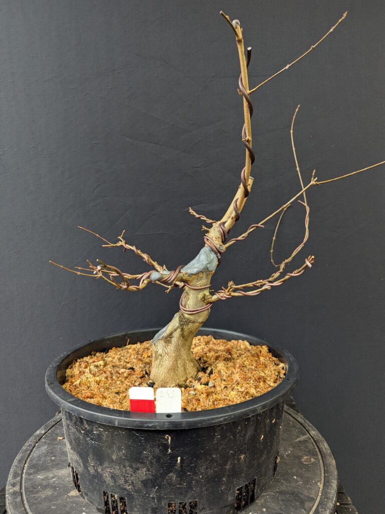 #0245 Trident Maple