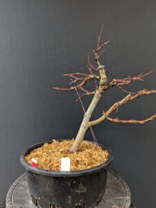 #0004 Japanese Maple