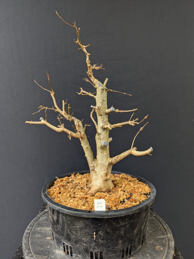 #0064 Trident Maple