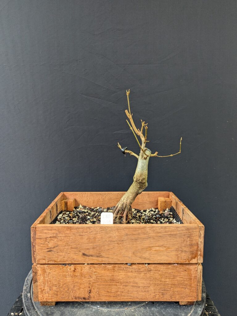 #0280 – Trident Maple