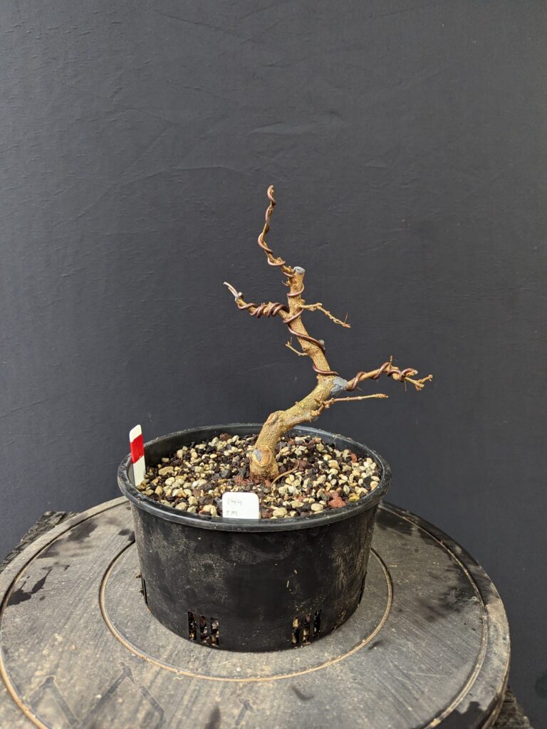 #0144 Trident Maple