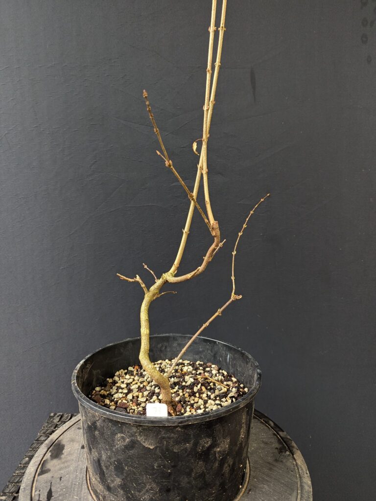 #0073 Trident Maple