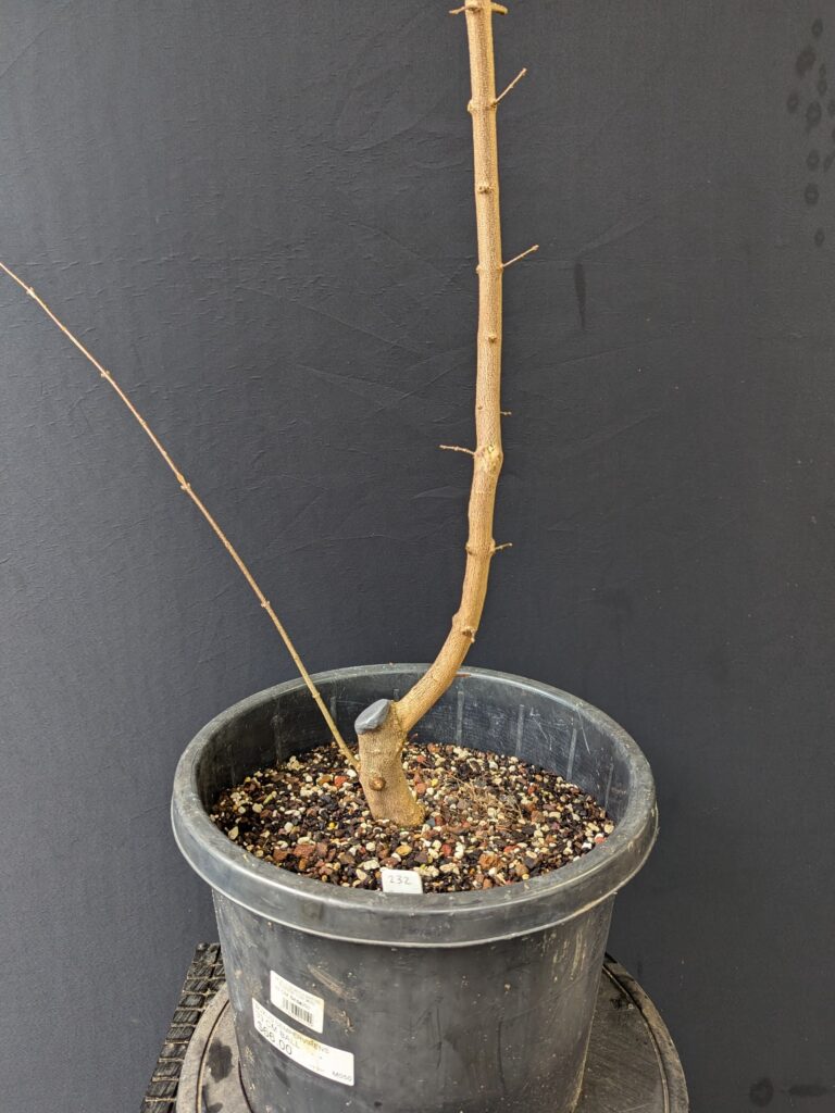#0232 Trident Maple