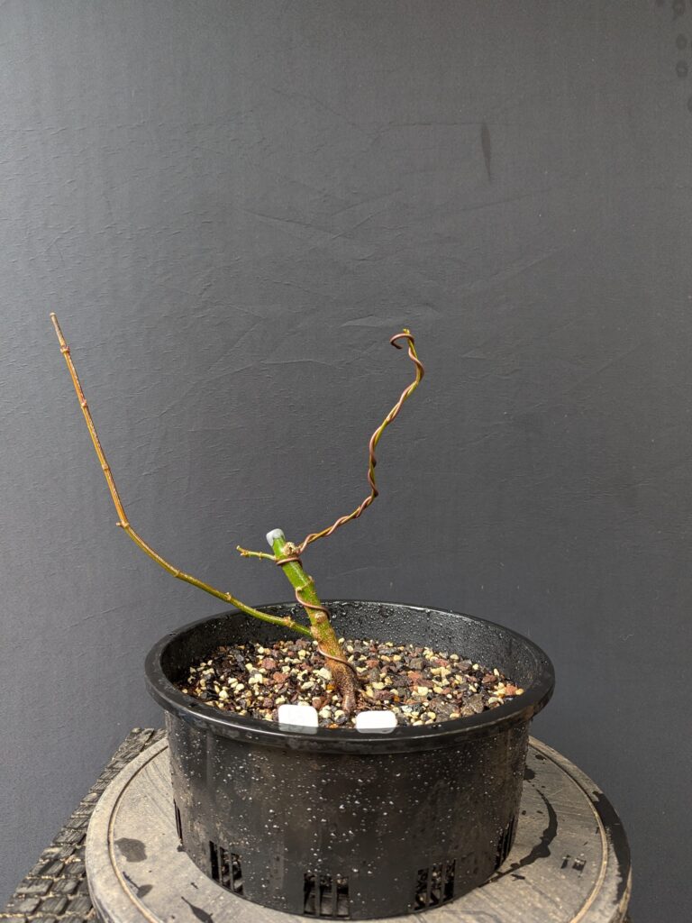 #0063 Japanese Maple
