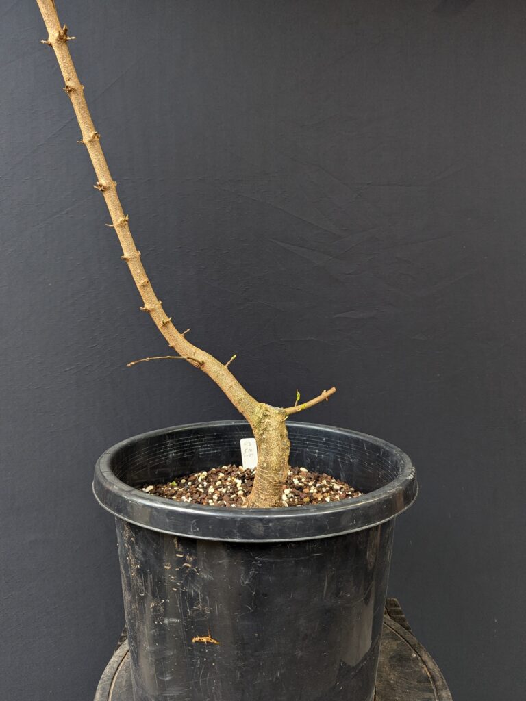 #0043 Trident Maple