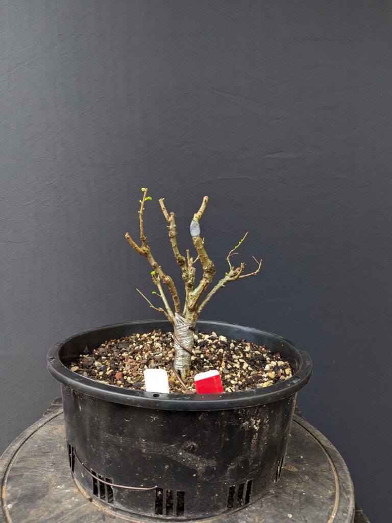 #0088 Chinese Elm