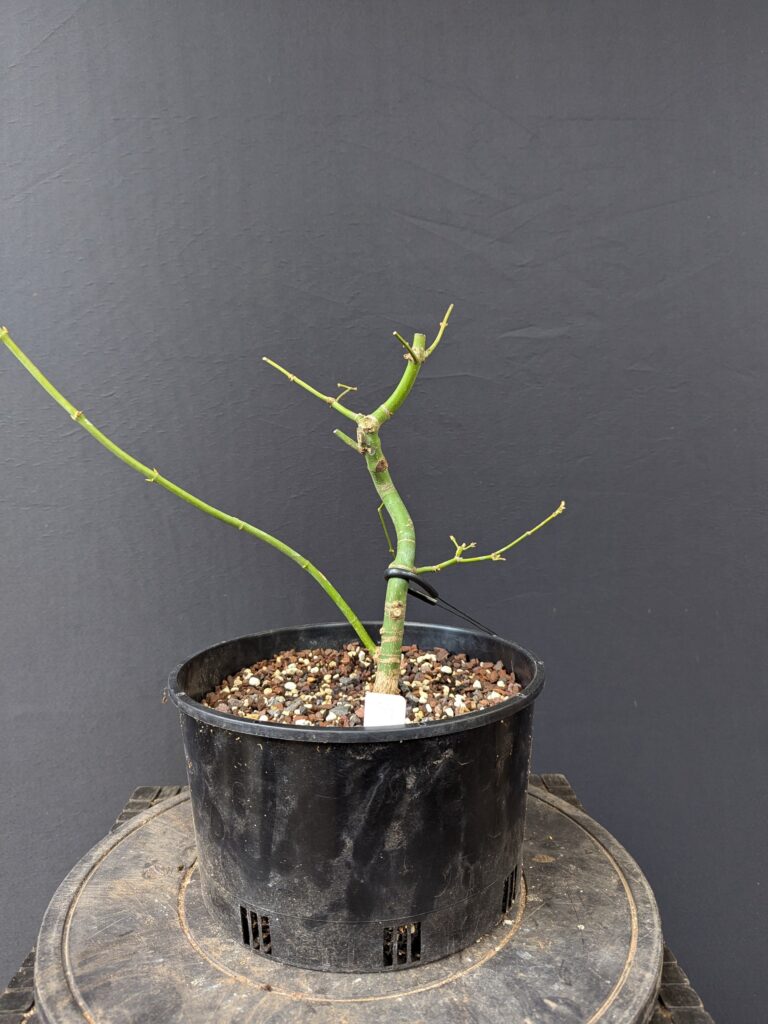 #0054 Japanese Maple