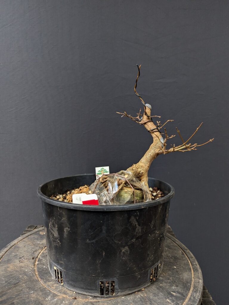 #0048 Trident Maple