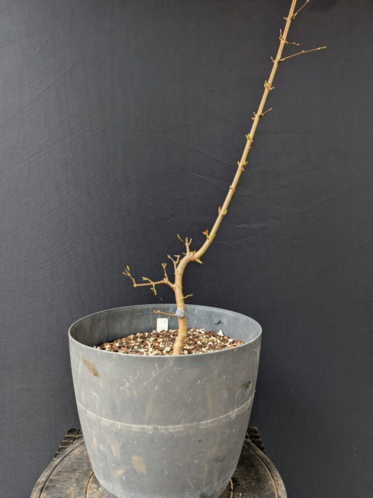#0106 Trident Maple