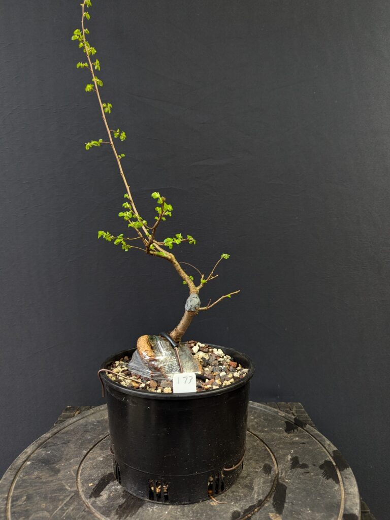 #0173 Chinese Elm