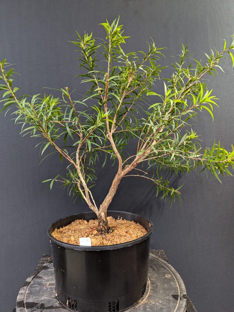 #0253 Callistemon viminalis x