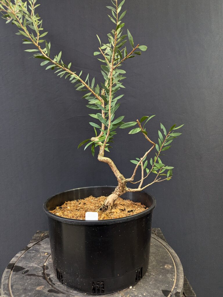 #0226 Melaleuca