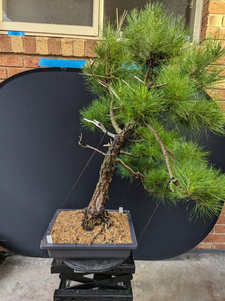 #0076 Radiata Pine