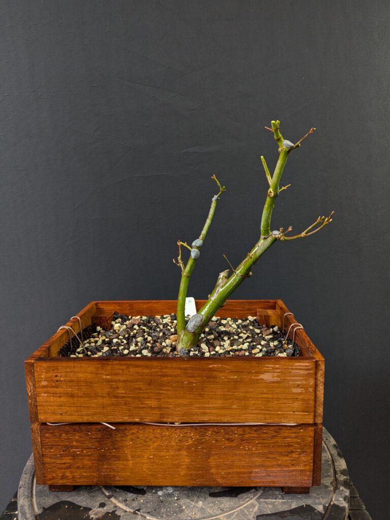 #0270 Japanese Maple