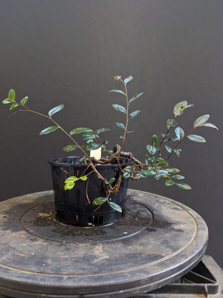 #0316 – Chinese Elm