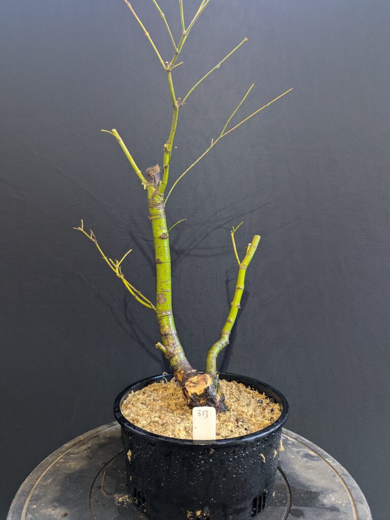 #0313 – Japanese Maple