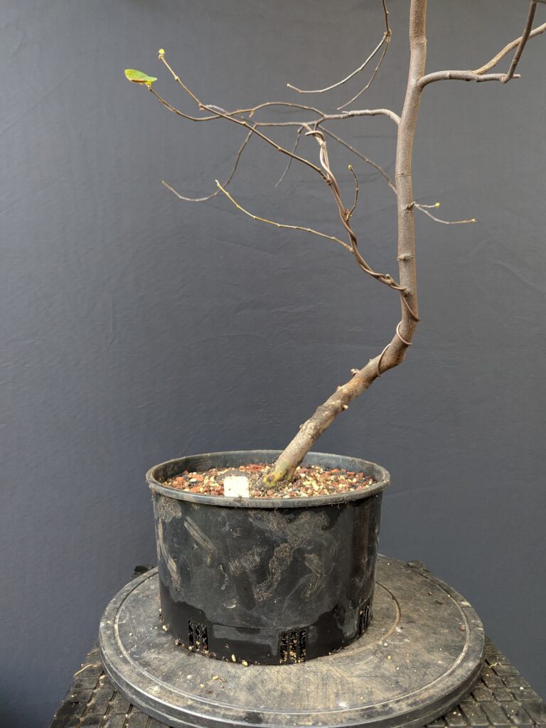 #0045 Chinese Quince (Pseudocydonia)