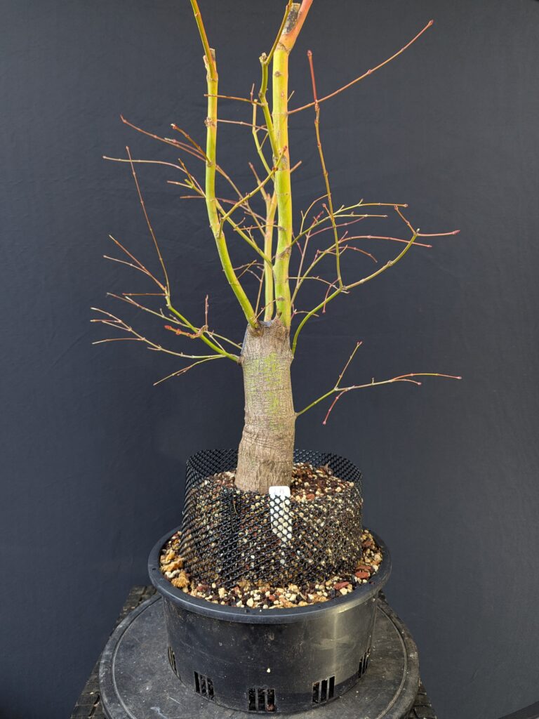 #0273 Japanese Maple