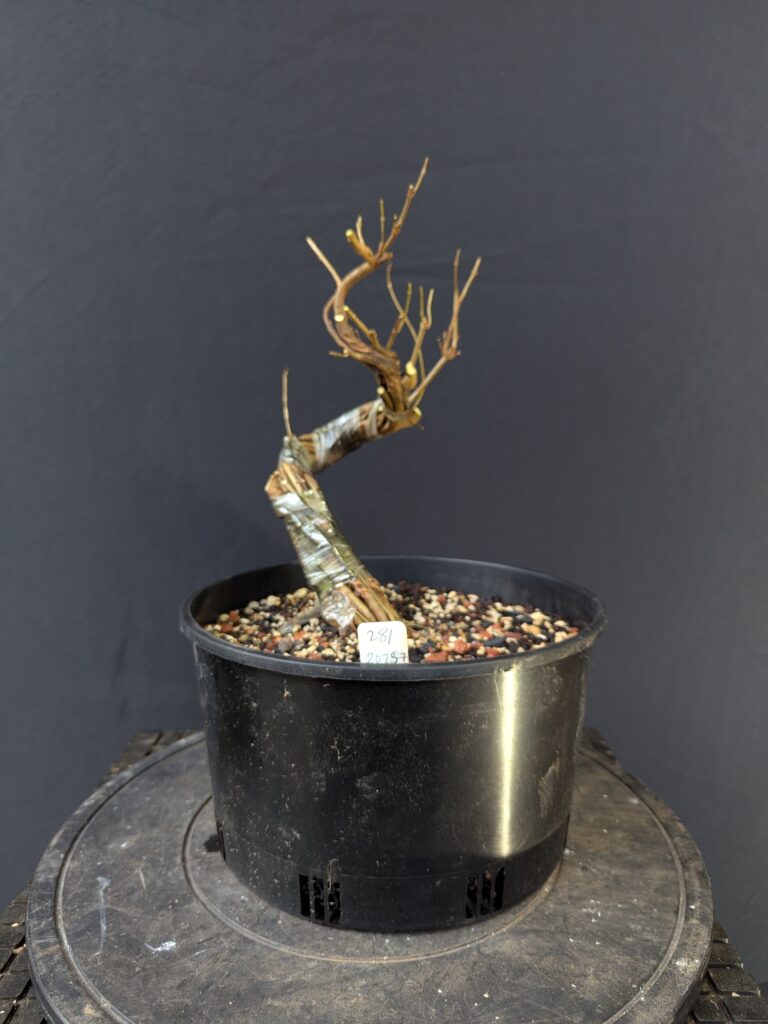 #0281 – Trident Maple