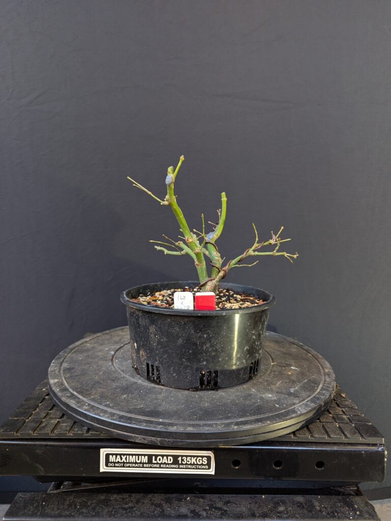 #0168 Japanese Maple