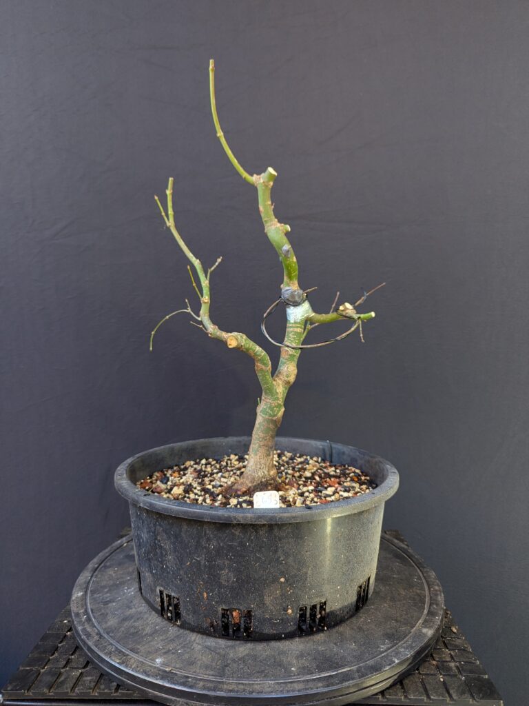#0065 Japanese Maple