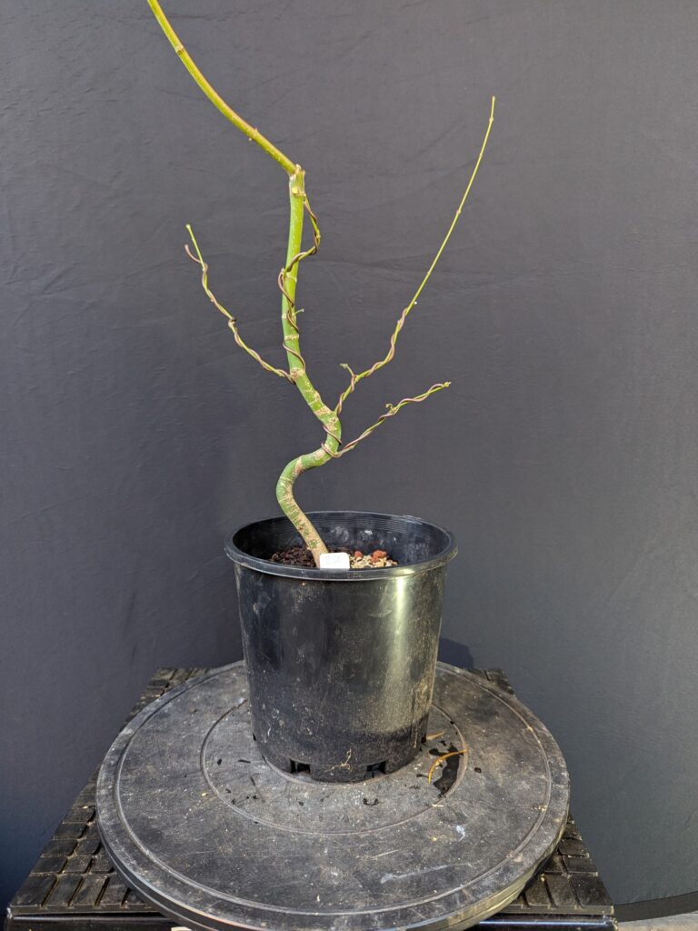 #0236 Japanese Maple