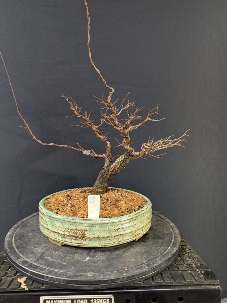 #0130 Chinese Elm