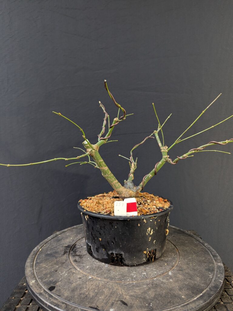 #0259 Japanese Maple