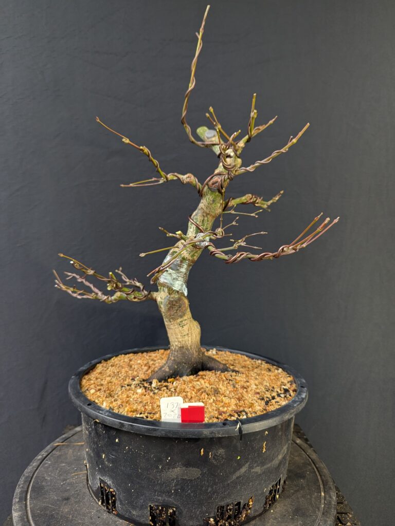 #0137 Japanese Maple
