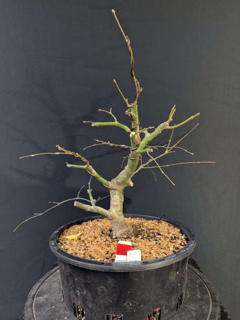 #0234 Japanese Maple