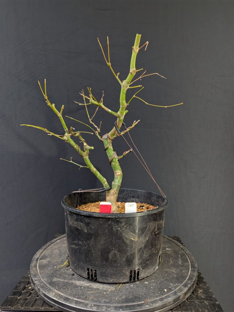 #0260 Japanese Maple