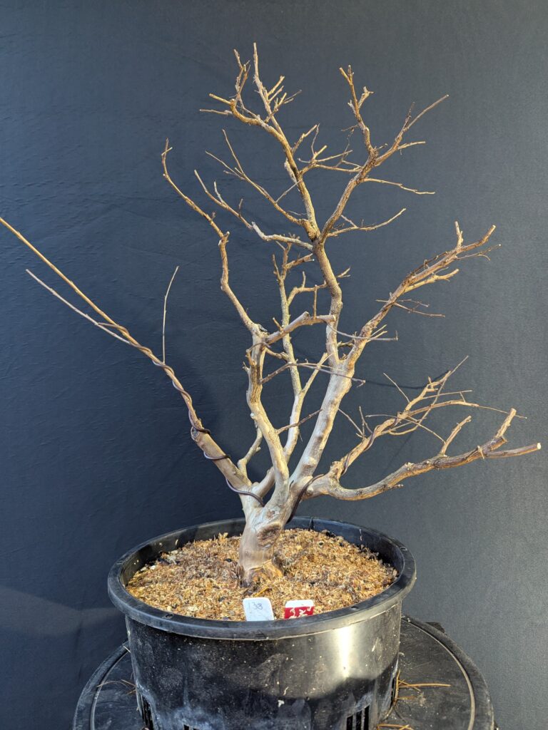 #0138 Crepe Myrtle
