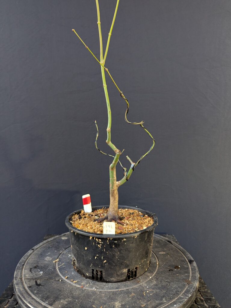 #0191 Japanese Maple