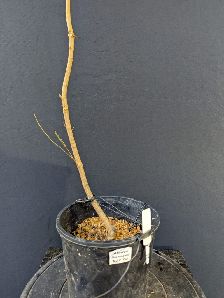 #0250 Trident Maple