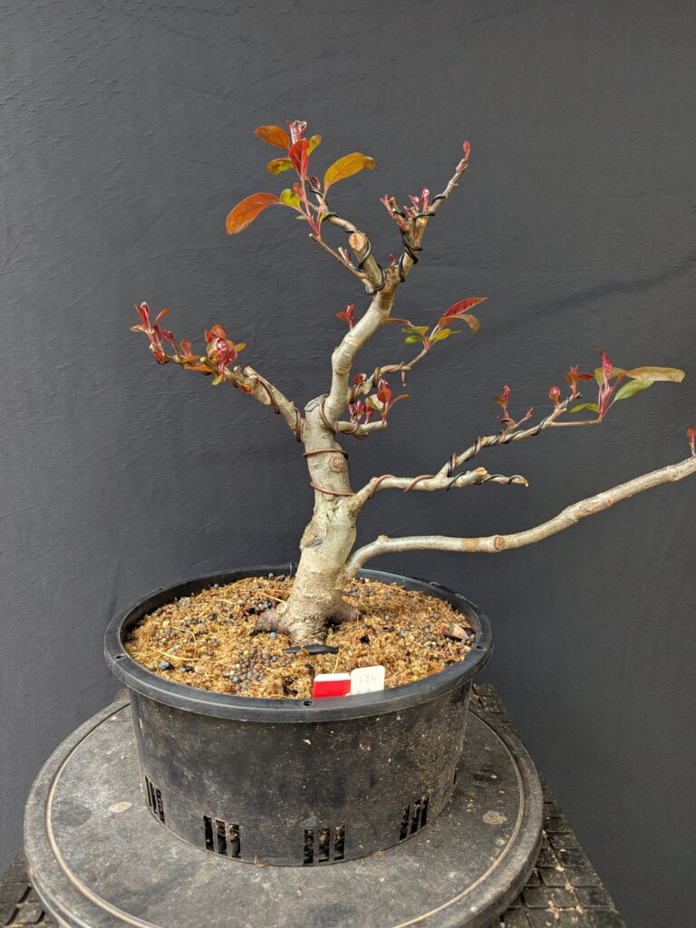 #0134 Crab Apple