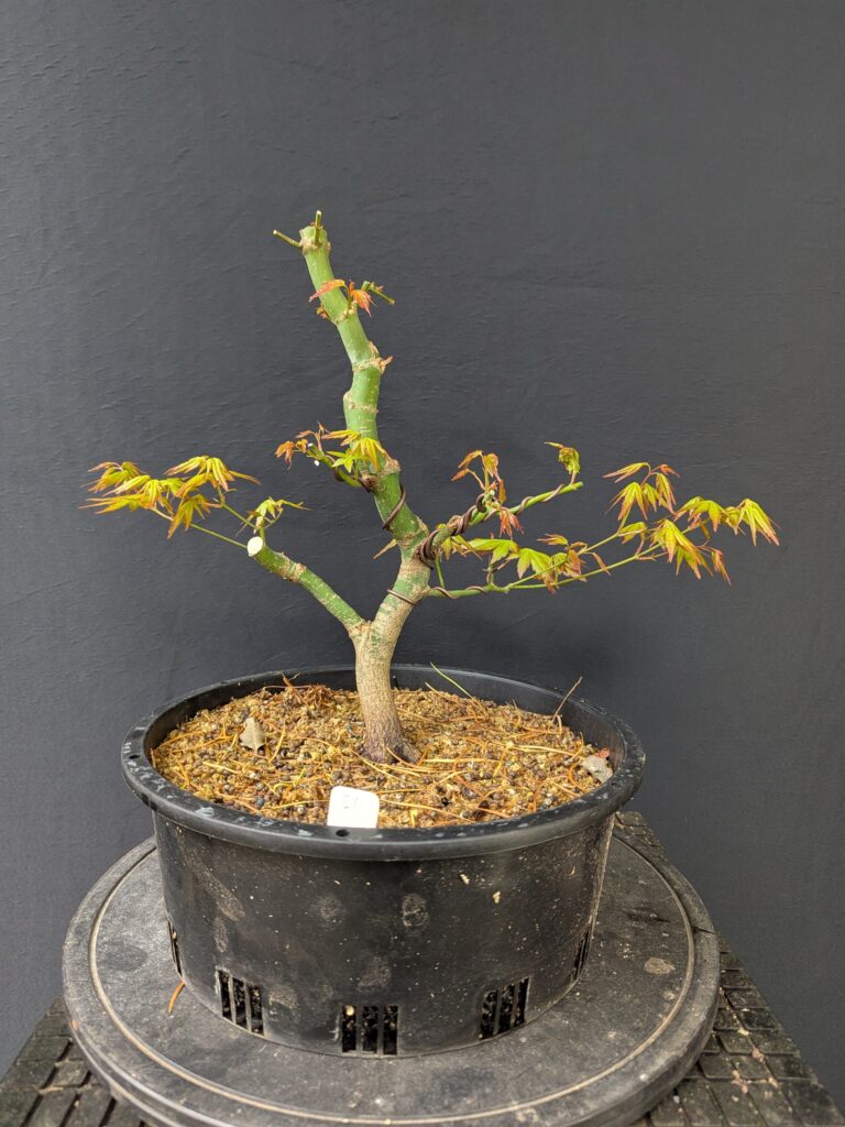 #0051 Japanese Maple