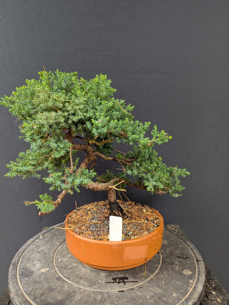 #0021 Juniper