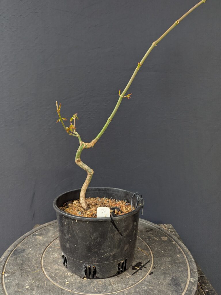 #0074 Japanese Maple
